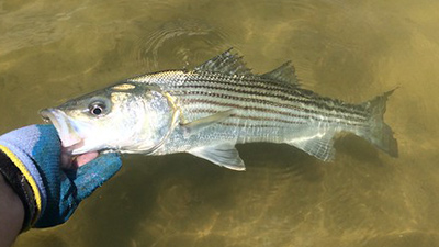 Striped Bass - Save Atlantic Salmon